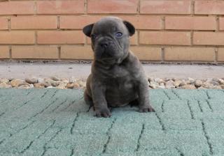 Blaue fanzösische Bulldogge Welpen