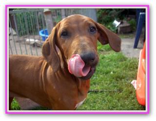 Rhodesian Ridgeback Welpe sucht liebevolle Menschen