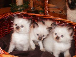 Ragdoll Babys