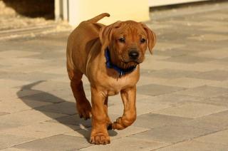 Rhodesian Ridgeback Welpen