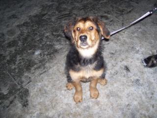 Ich habe einen Golden Retriever, Schäferhund, Labrador Mix Weibchen 15 wochen