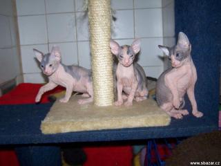 Katzen baby DON SPHYNX