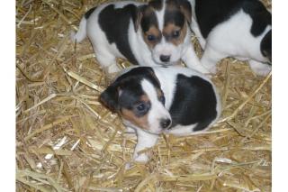 Jack-Russell-Welpen