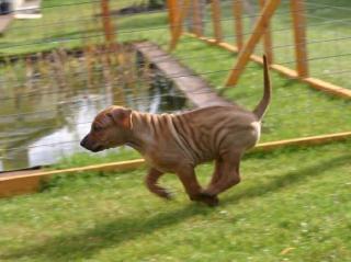 Rhodesian Ridgeback Welpen