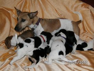 Jack-Russell Welpen suchen ein neues zu Hause