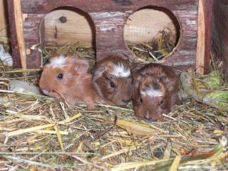 Kleine Meerschweinchen abzugeben