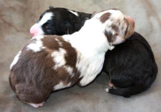 Australian Shepherd Welpen