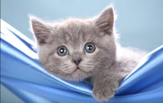 BKH Baby Katze blau Britisch Kurzhaar Mädchen