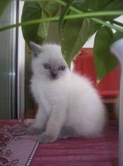 BKH BLUE-POINT-KITTEN mit PAPIERE