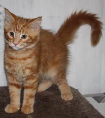 Maine Coon Katerchen