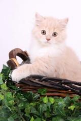 Typvolle Highlander Kitten