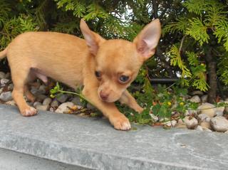 Chihuahua Welpen kurzhaar Mini