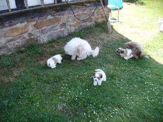 Coton de Tulear Welpen