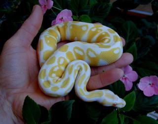 1. 1 Albino s Python regius