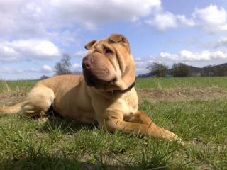 Suchen schönes neues Zuhause für unsere Shar Pei Hündin