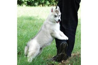 Siberian Husky Welpen reinrassig abzugeben