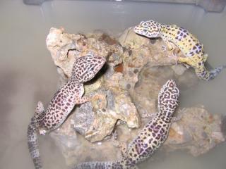 Biete leopardgecko Zuchtgruppe 1. 2