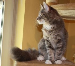 Typvoller Maine Coon Kater abzugeben