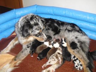 Australian Shepherd Welpen