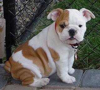 Englisch Bulldogge Welpen