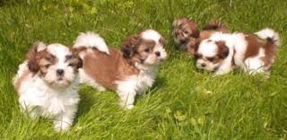 Liebenswerte Shih Tzu