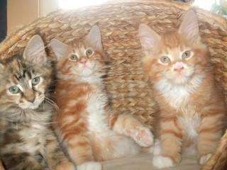 Maine Coon Kitten