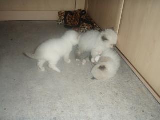 Ragdoll/Birma Katzenbabys