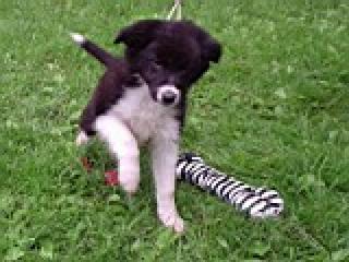 Verkauf der Hündchen Border Collie