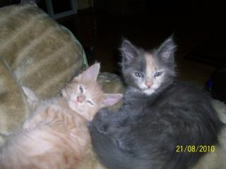 Maine Coon Kitten