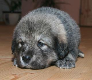 Wunderschöne Tibet Dogge Welpen von Champions abzugeben Tibetdogge, Tibetmasti