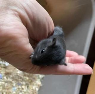 2 kl. Wüstenrennmäuse mit Zubehör in liebev. Hände abzugeben