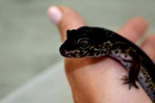 Leopardgecko Black Night Adultes Weibchen