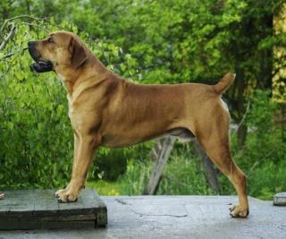 Boerboel Welpen