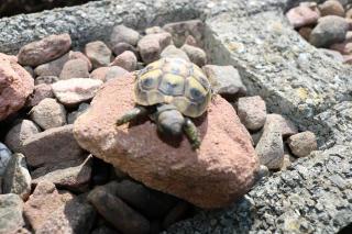 2 Junge Griechische Landschildkröten