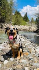 Aussiedor Australian Shepherd x Labrador Hündin