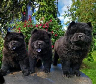 Schwarze Chow Chow Welpen