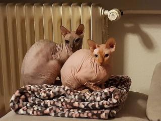 2 Don Sphynx Katzen 6 und 8 suchen ein Zuhause