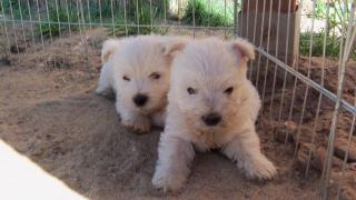 West Highland White Terrier