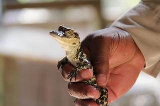 Suche kleinen Kaiman Paleosuchus palpebrosus Brauen Glattstirnkaiman