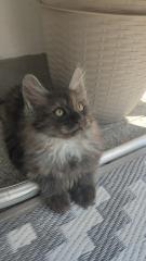 Main Coon Mix Kitten abgabebereit.