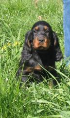 Gordon Setter Welpen