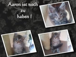 Maine Coon Kitten ab ende Oktober