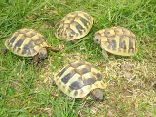 Griechische Landschildkröten Testudo hermanni Jungtiere abzugeben. Lieferung d