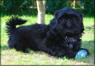 Lackschwarzer Shih Tzu Welpe Fin Fin VDH/FCI