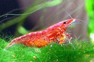 Red Cherry Garnelen. Rote Kirschgarnelen, Neocaridina heteropoda