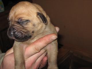 Old english Mastiff Welpen