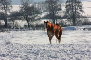 TOP Deckhengst A Smokin Little Gun AQHA APHA, Foundation, Quarter Pony, Pinto