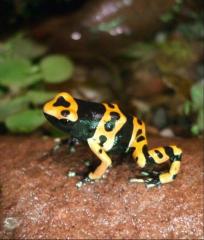 Dendrobates Leucomela