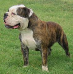 SUCHE OLD ENGLISH BULLDOGGEN RÜDEN ODER MIX