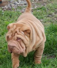 Sharpei Welpen